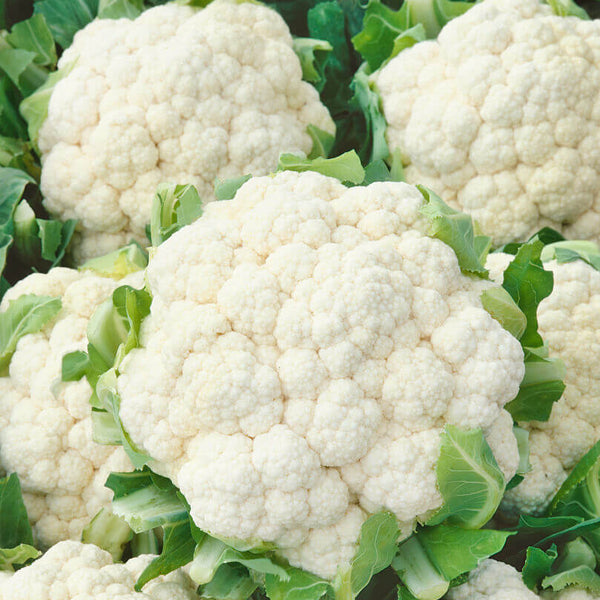  Cauliflower 'Snowball'