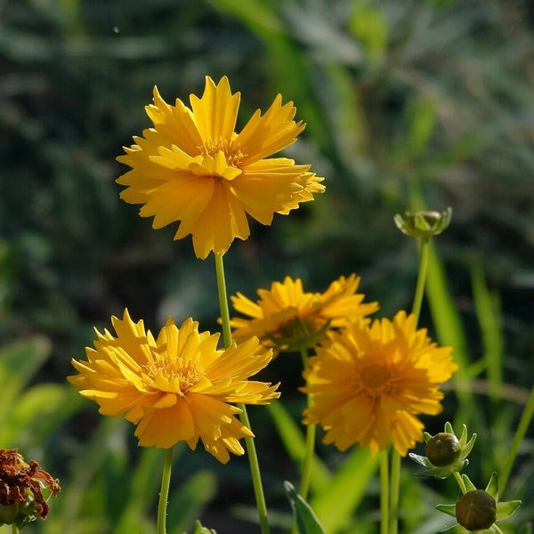 Coréopsis 'Lever du soleil'