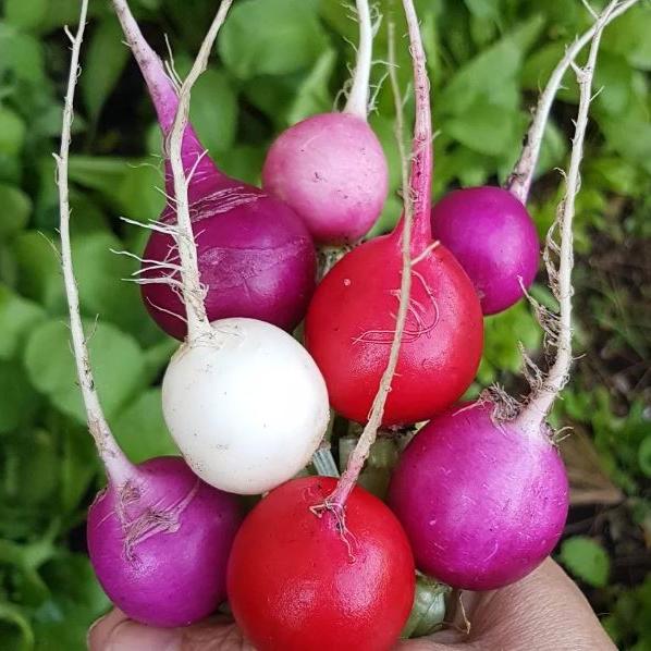 Radish 'Easter Egg' Organic