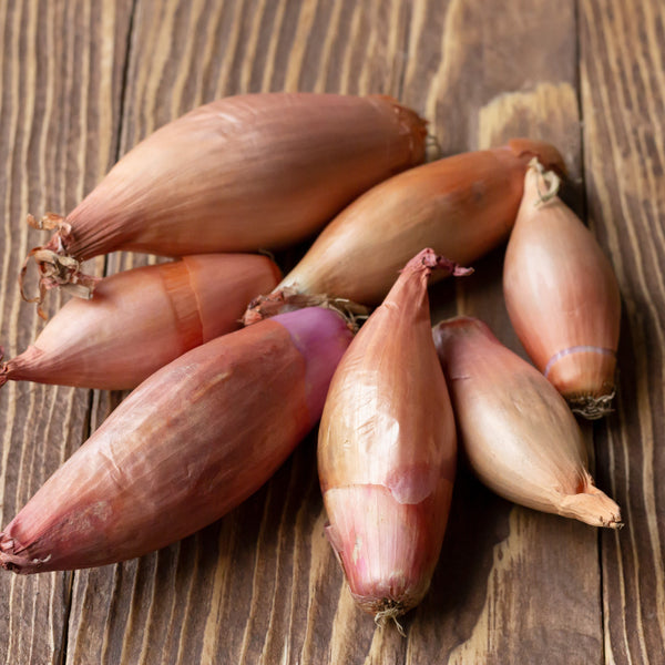 French Shallot (Seeds) Conservor F1