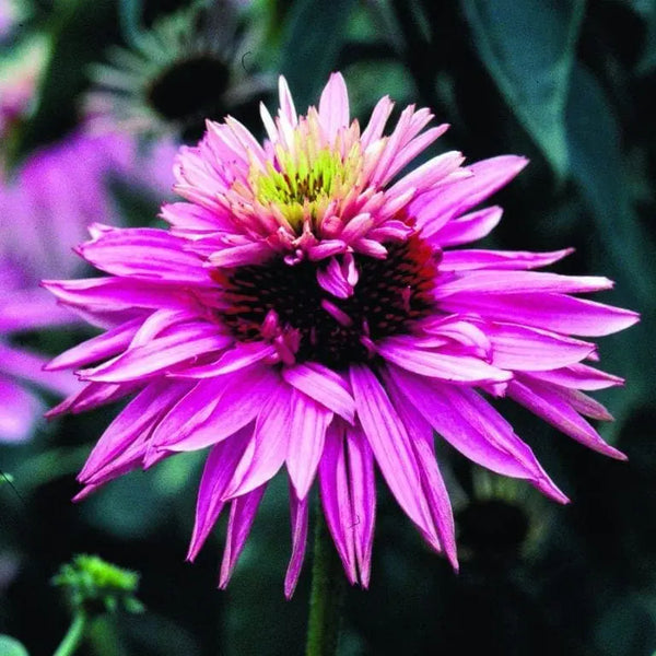 Coneflower Double Decker