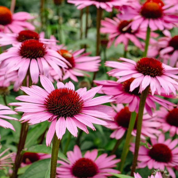 Pale Purple Coneflower