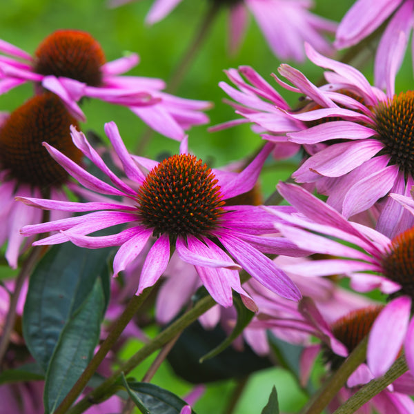 Purple coneflower