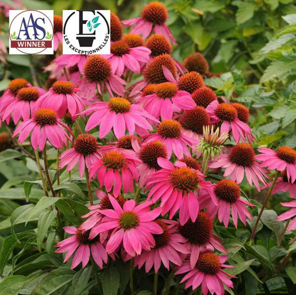 Coneflower PowWow® Wild Berry