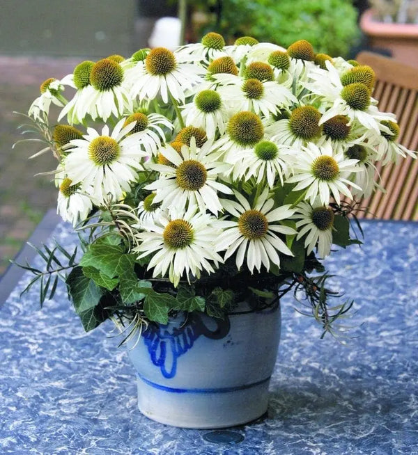 Coneflower Primadonna® White