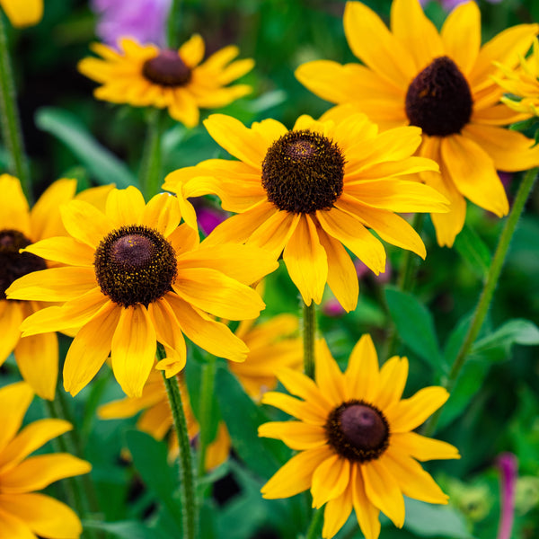 Echinacea dwarf Yellow