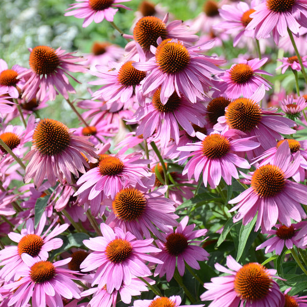  Purple Coneflower