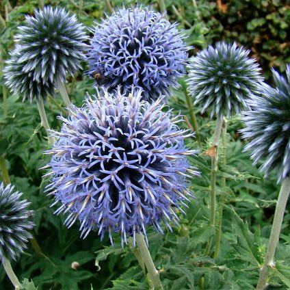 Blue globe-thistle