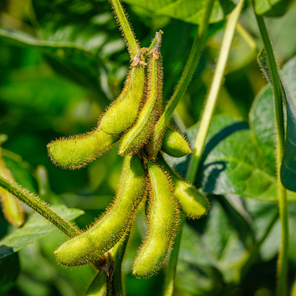 Edamame 'Envy'