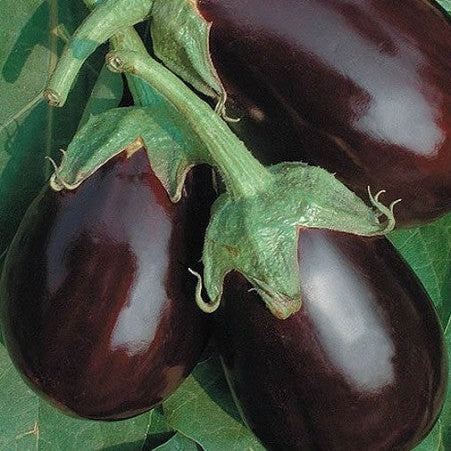 Aubergine 'Black Beauty'