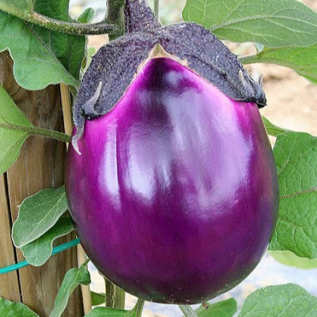 Eggplant 'Violetta Di Firenze'