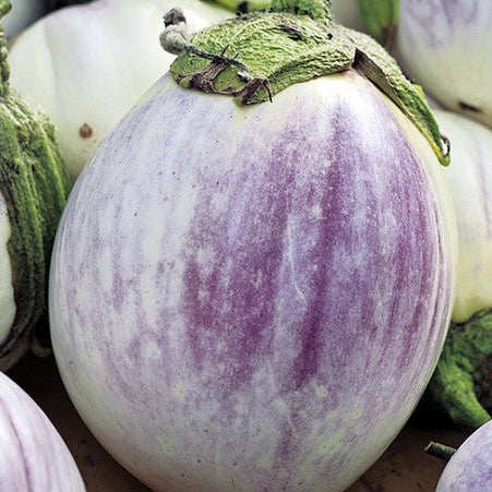 Aubergine 'Bianca Sfumata Di Rosa'