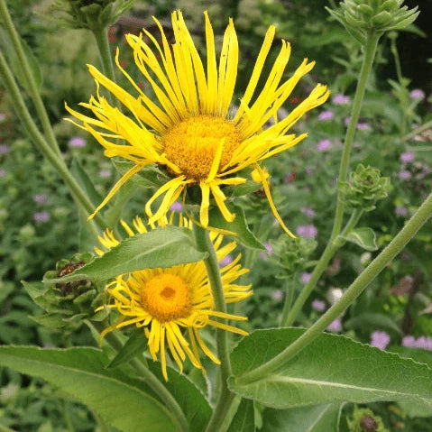 Elecampane organic