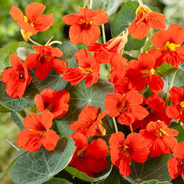 Nasturtium 'Empress of India'