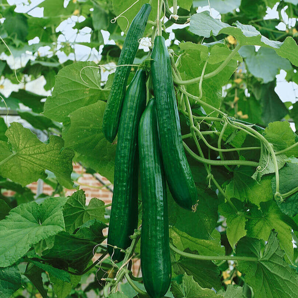 Cucumber 'English Telegraph' 