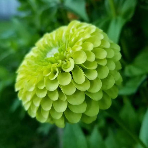 Zinnia 'Envy' organic