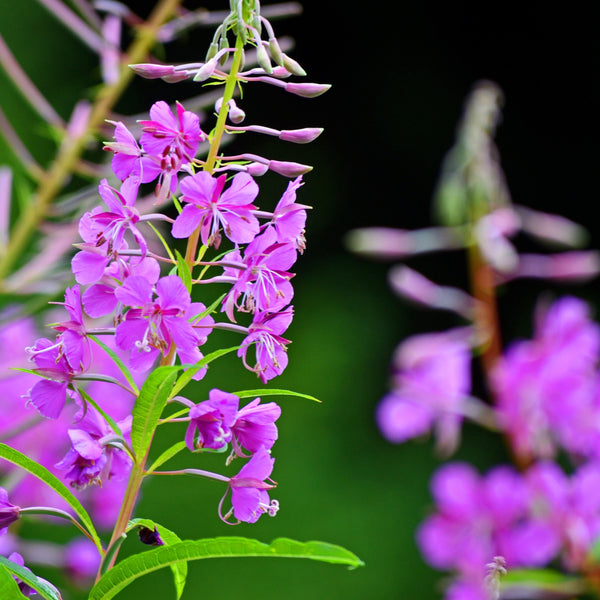 Fireweed