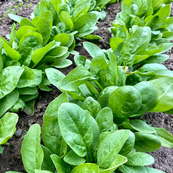 Tundra Spinach F1