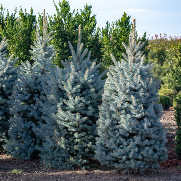 Colorado Blue Spruce