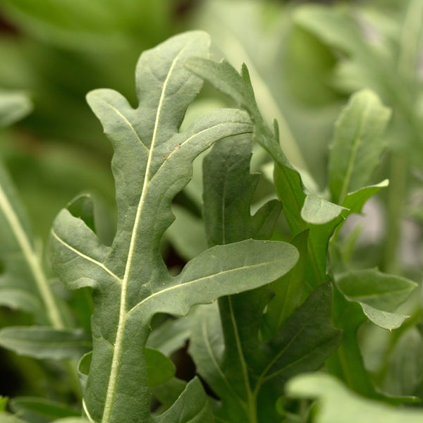 Roquette ou Arugula