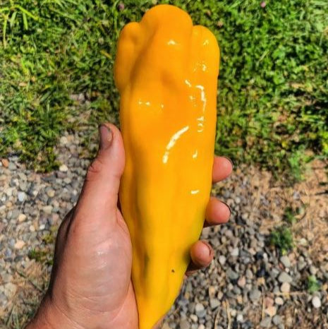 Sweet Pepper 'Escamillo' organic