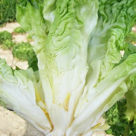 Escarole 'Cornetto di Bordeaux'