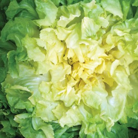 Escarole Géante 'Ortolani'