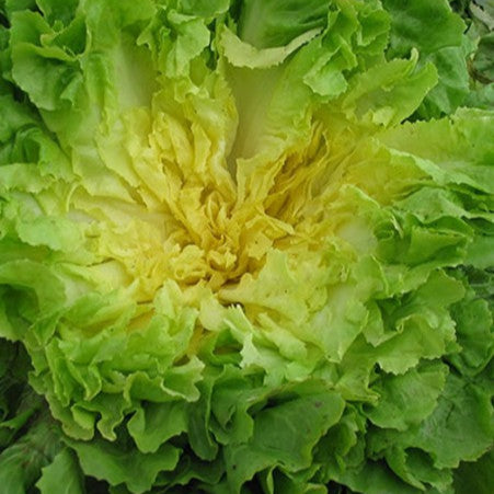 Escarole 'Superfiorentina'