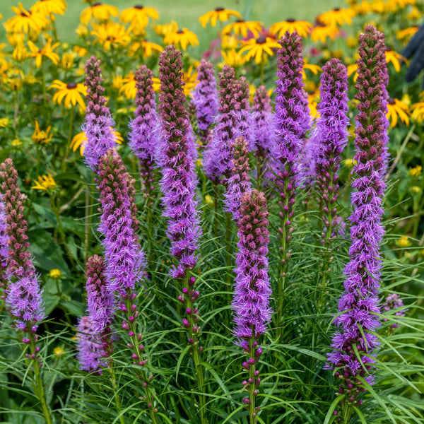 Étoile flamboyante 'Blazing Star'