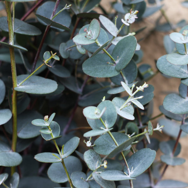 Eucalyptus Silverdrop