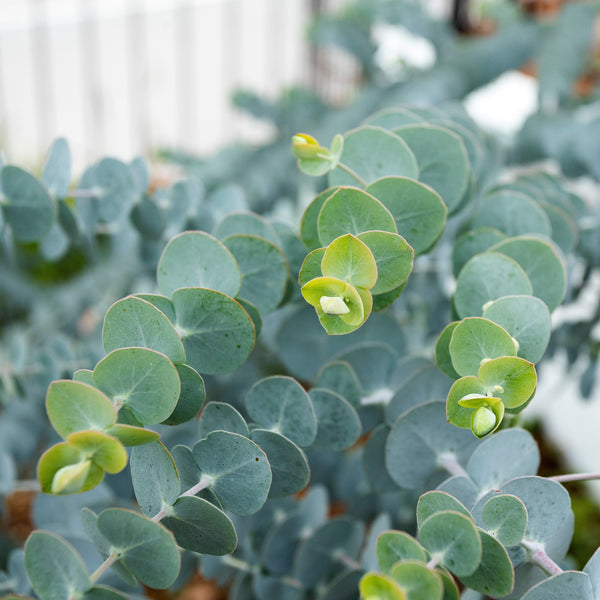  Eucalyptus 'Baby Blue'