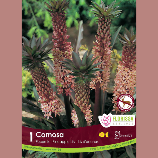 Eucomis 'Rose' (1 bulbe)