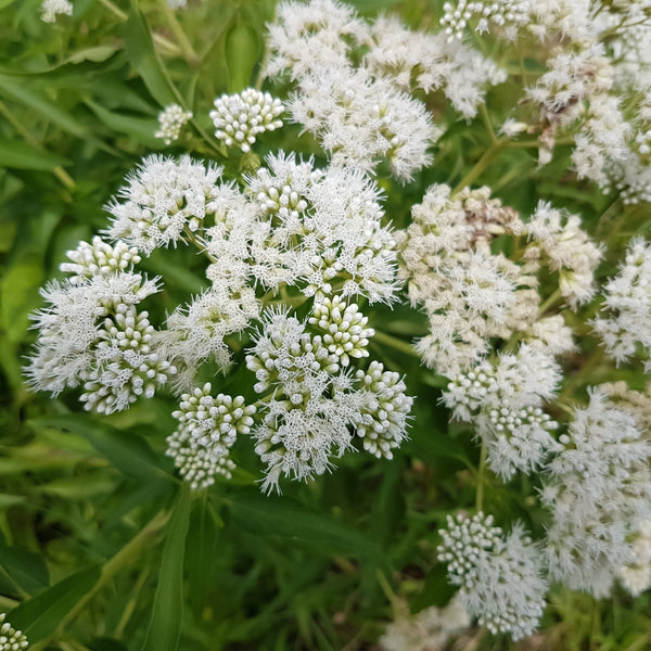 Boneset