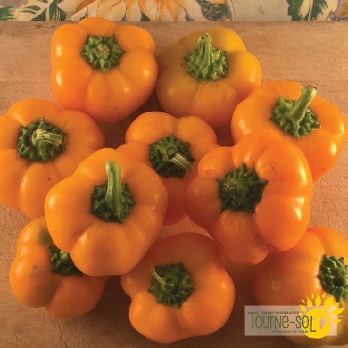 Orange pepper 'Doe Hill'