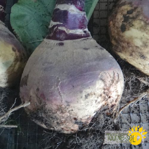 Rutabaga