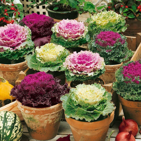 Ornamental Kale 