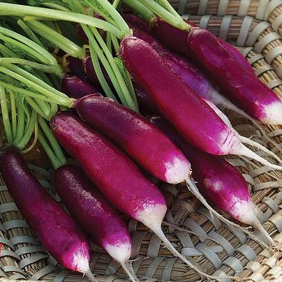 Radish 'Felicia' organic