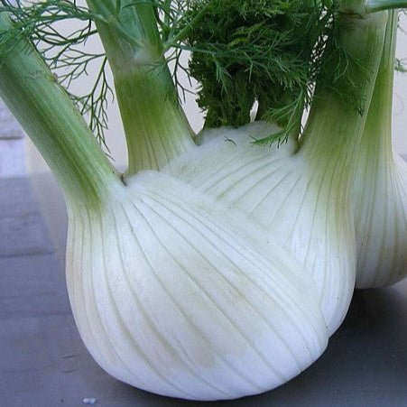 Aniseed fennel 'Romanesco'