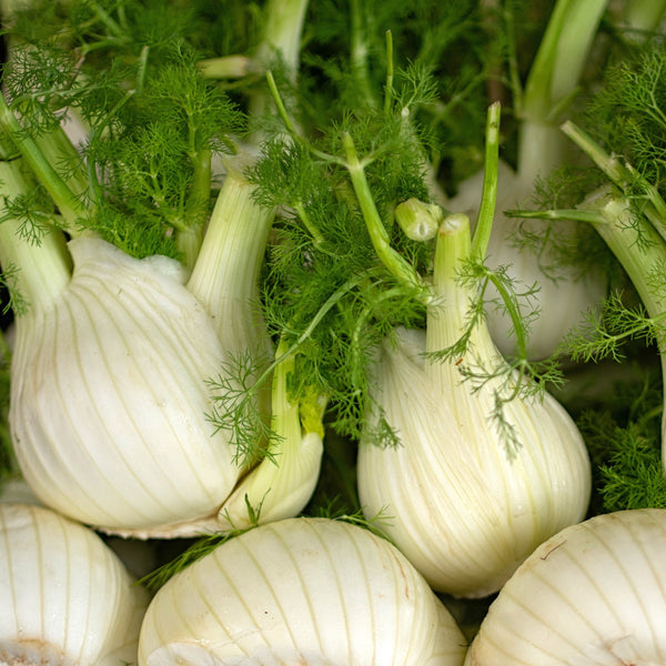 Fennel  'Dragon'