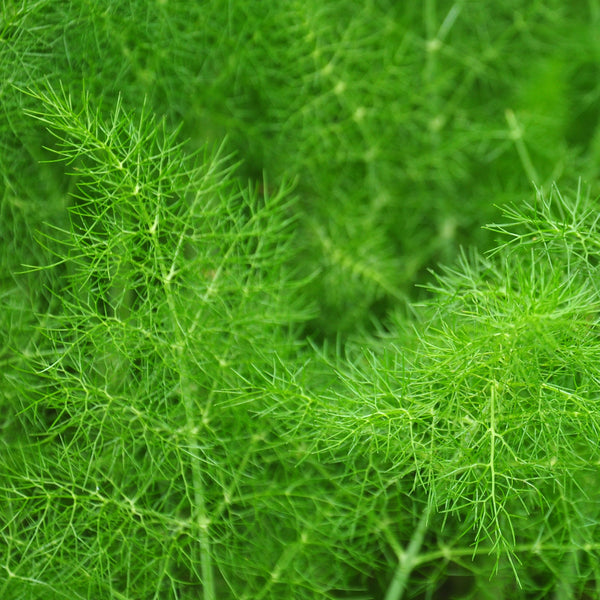 Wild fennel 'Finocchio Selvatico'