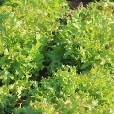 Organic 'Fine Cut' Oak Leaf Lettuce