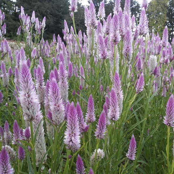 Celosia 'Flamingo Feather' organic