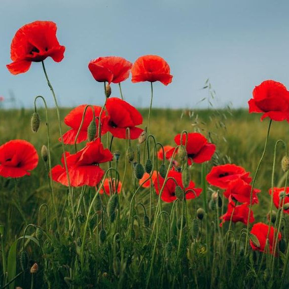 Poppy 'Flanders'