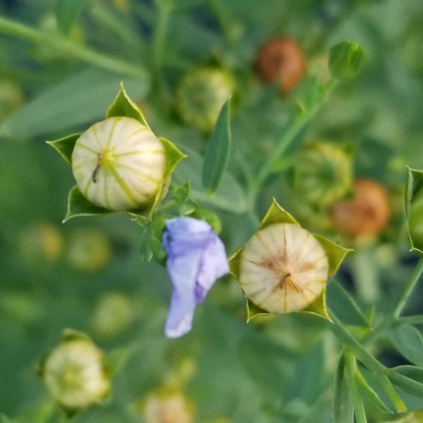 Organic flax