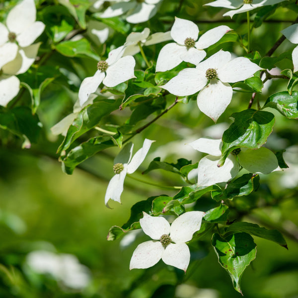 Graine d'arbre 'Cornouiller Fleuri'