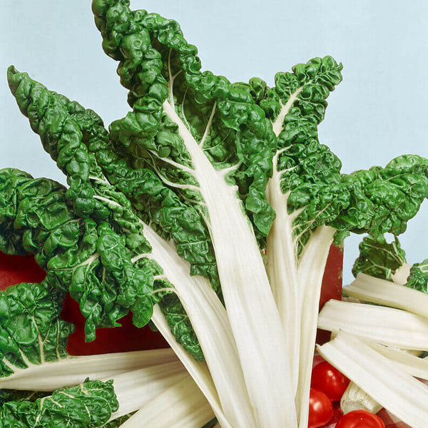 Swiss Chard 'Fordhook Giant'