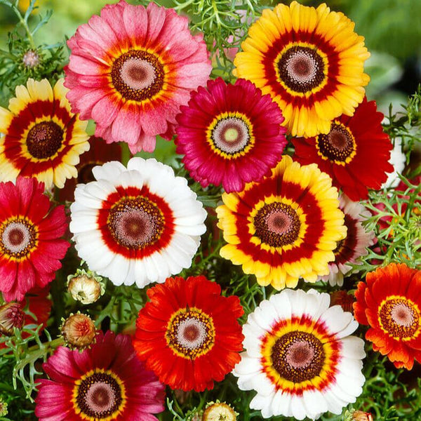 chrysanthème mixtes (Tricolor-Daisy)