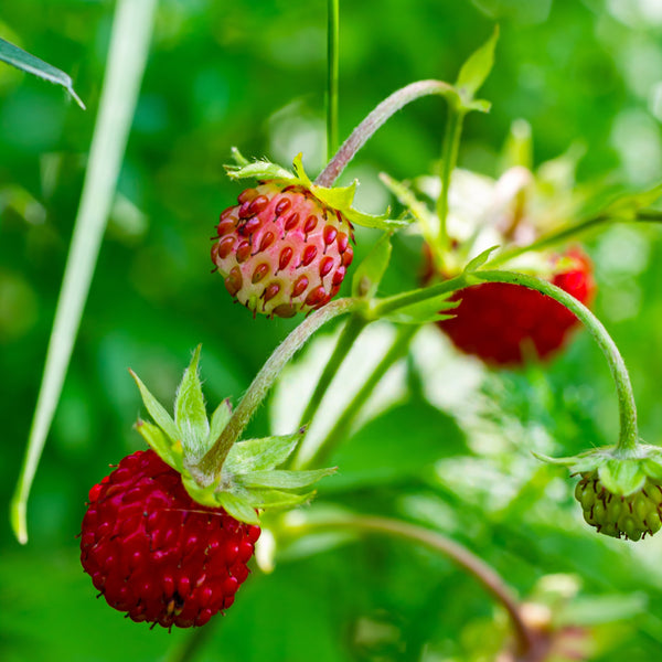 Fraise des bois