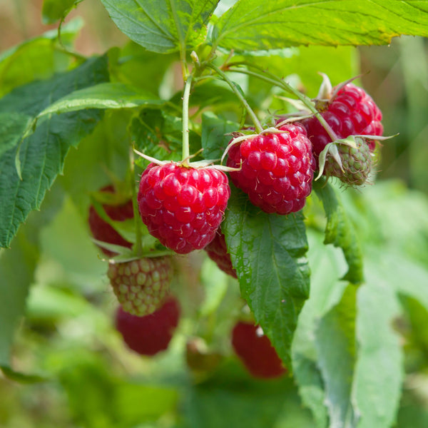 Framboise Sauvage, Millefeuilles