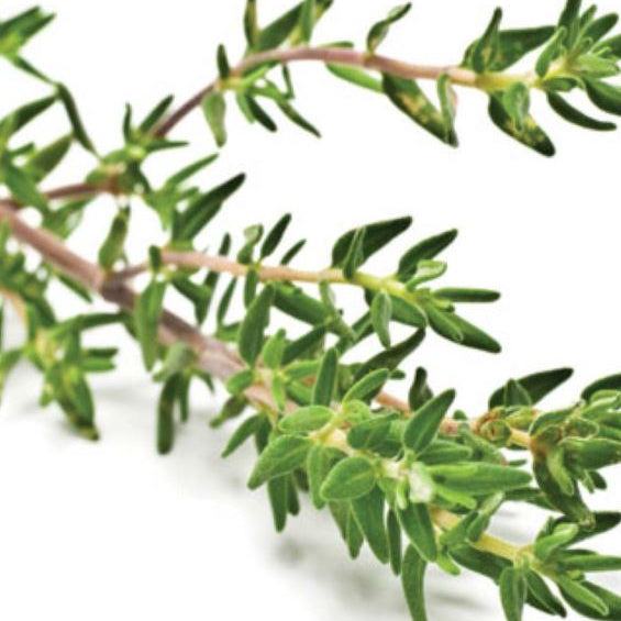 French Thyme organic